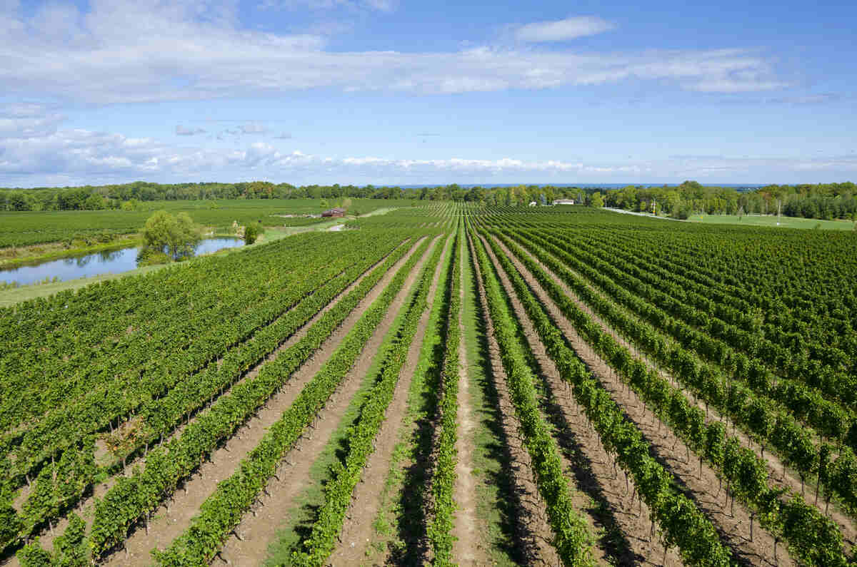 Aerial view of Niagara Peninsula vineyards near Niagara-on-the-Lake, with Lake Ontario visible in the distance; Canada's largest cool-climate wine region employs roughly 1,700 permanent and seasonal agricultural workers whose employment, immigration, and WSIB files are a sustained source of legal work across the region.