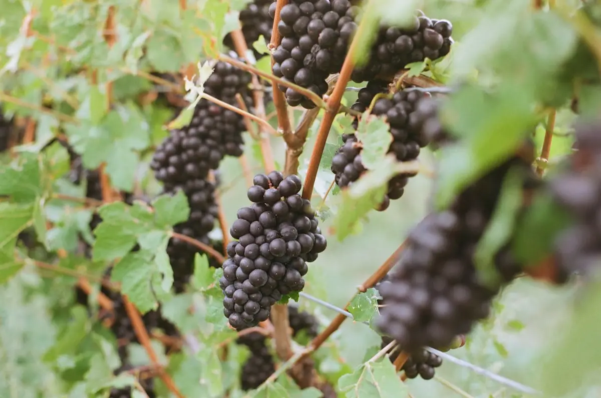 Deep purple grapes hang from a vine near Niagara-on-the-Lake, Ontario