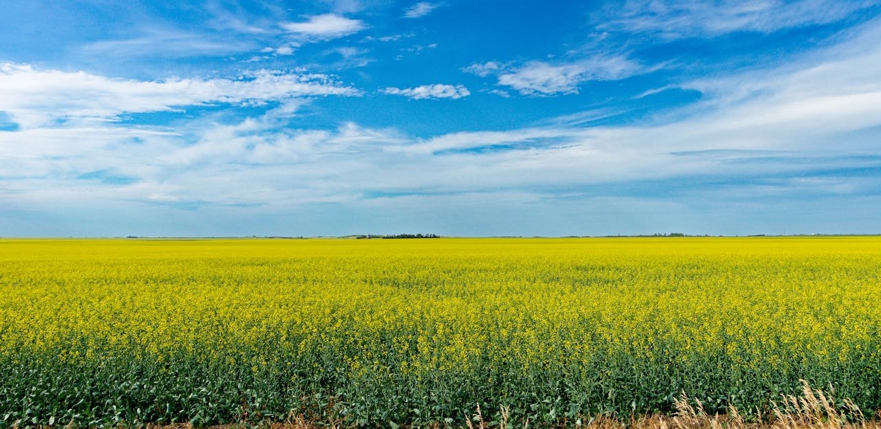 Saskatchewan canola field under prairie sky